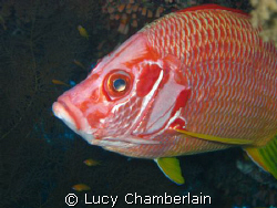 Taken in the Red Sea, 2008 by Lucy Chamberlain 